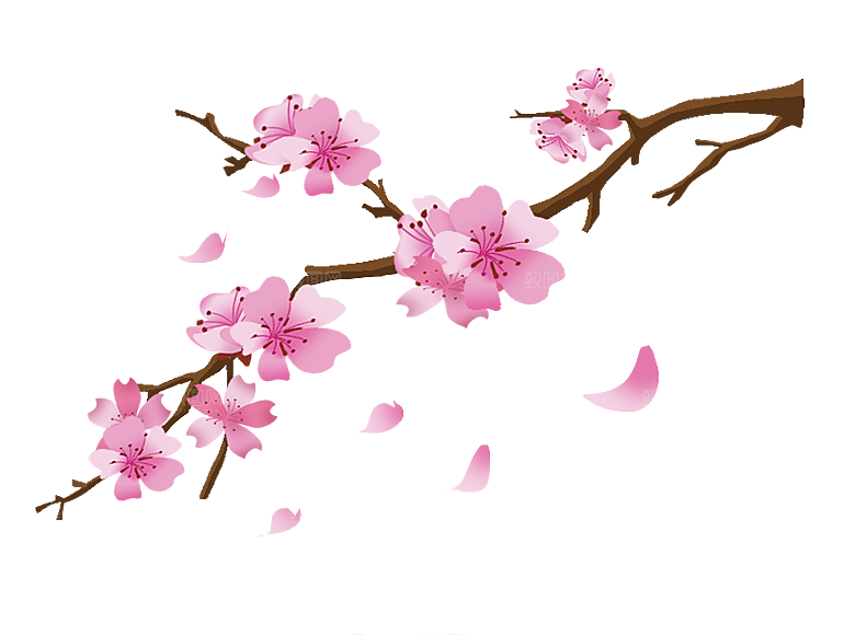 春季日本的樱花插画