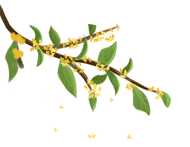 桂花树枝香气秋天
