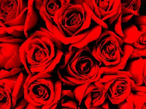 花卉鲜花红玫瑰鲜花素材