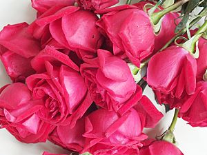 花卉鲜花红玫瑰鲜花素材