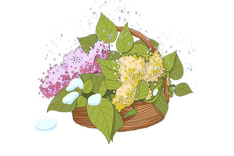 丁香花篮花朵春天