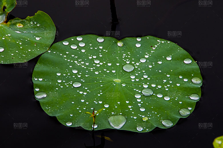 鲜花盛开的荷花荷叶图片