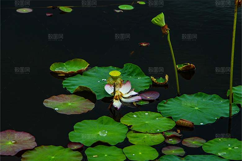 鲜花盛开的荷花图片
