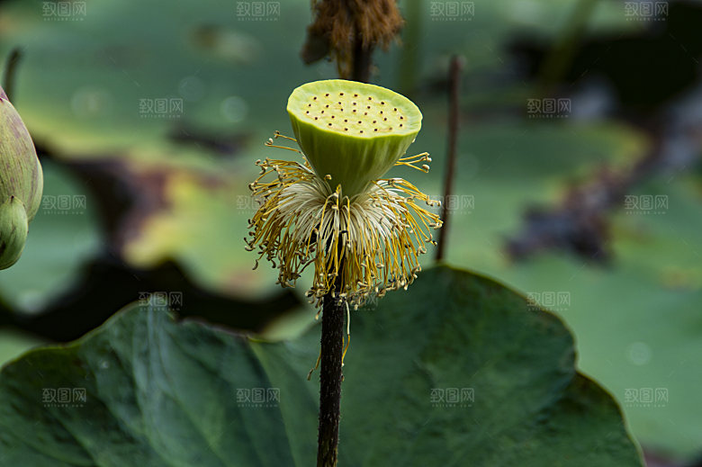 鲜花盛开的荷花图片