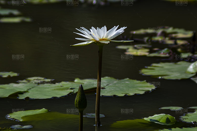 鲜花盛开的荷花图片