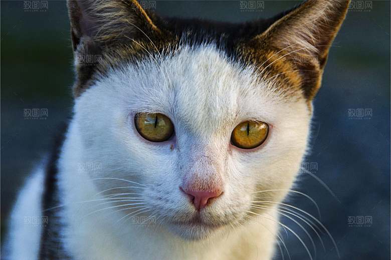 小猫可爱的猫特写