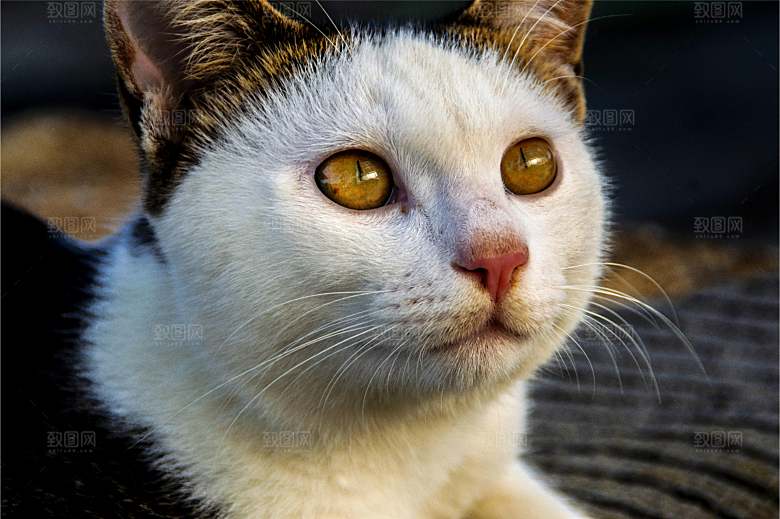 小猫可爱的猫特写