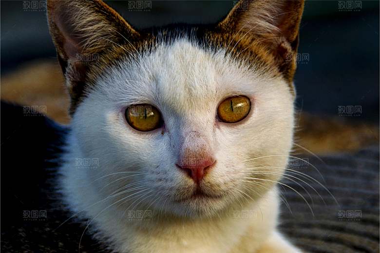 小猫可爱的猫特写