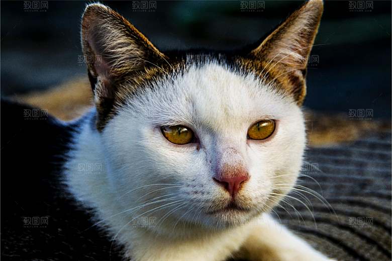 小猫可爱的猫特写