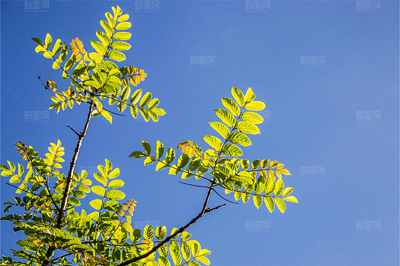 仰拍树枝树枝与天空