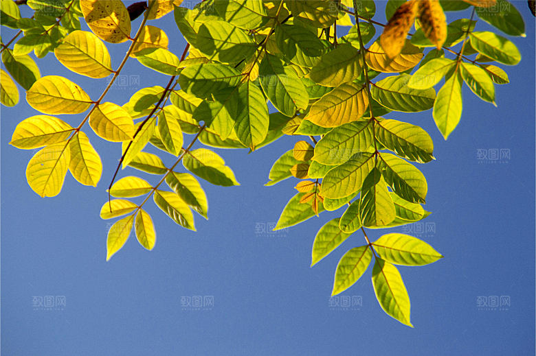 仰拍树枝树枝与天空