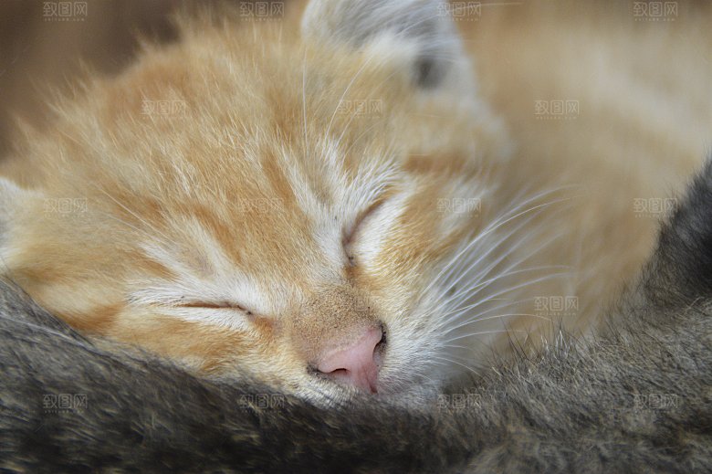 小猫可爱的猫特写