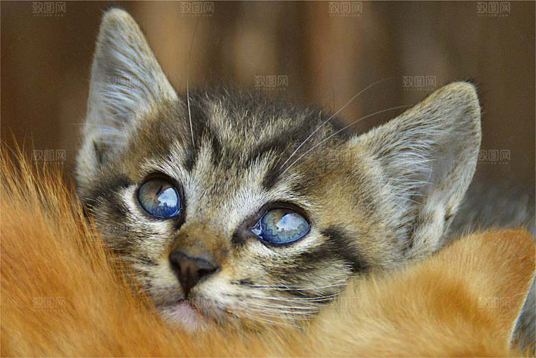 小猫可爱的猫特写