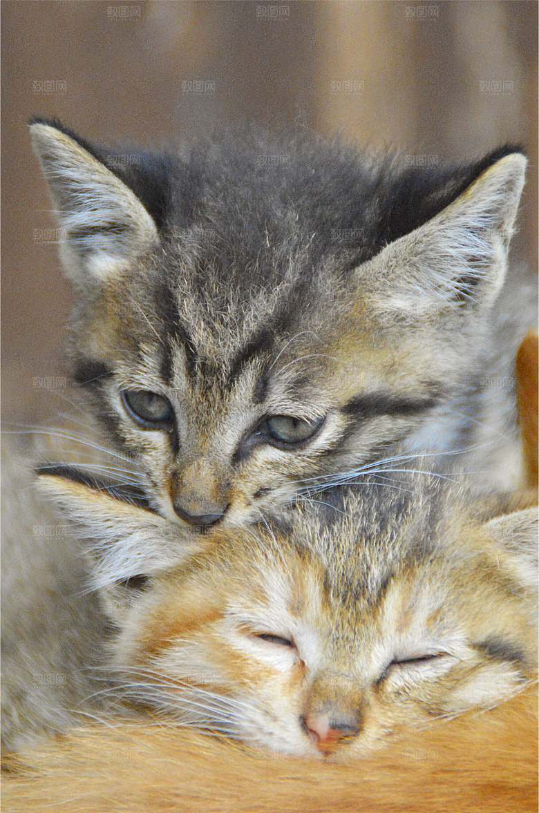 小猫可爱的猫特写