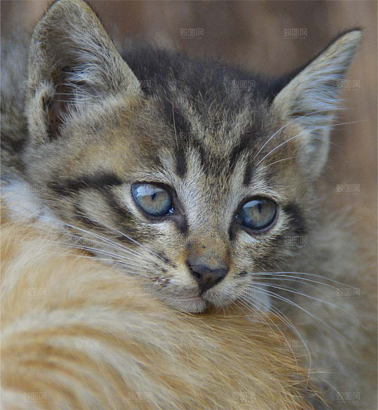 小猫可爱的猫特写