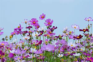 波斯菊 格桑花特写