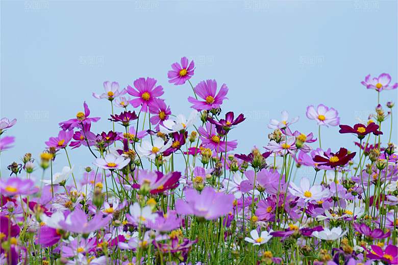 波斯菊 格桑花特写
