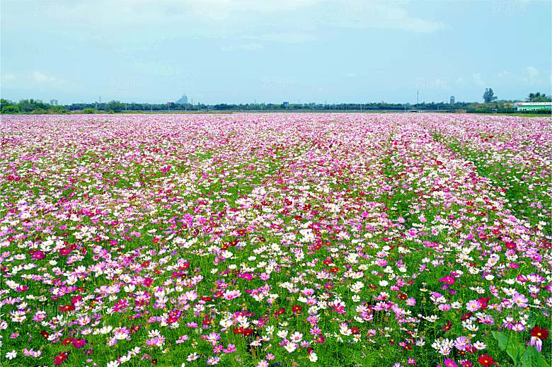 波斯菊 格桑花特写
