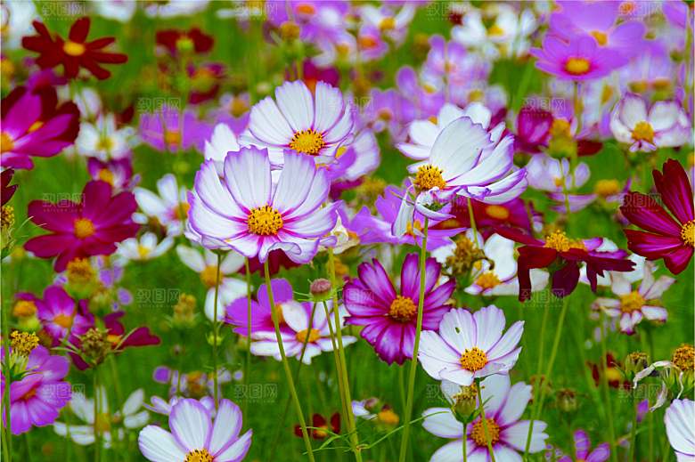 波斯菊 格桑花特写