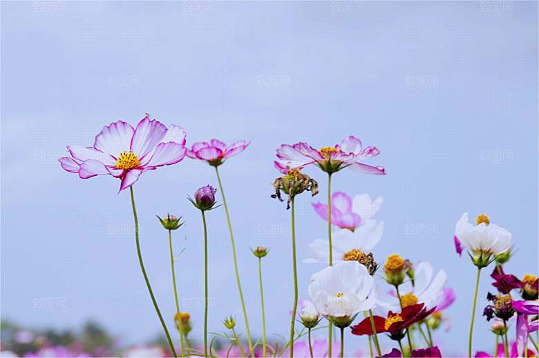 波斯菊格桑花特写