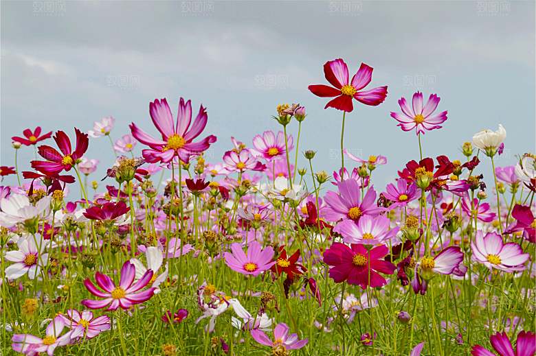 波斯菊格桑花特写