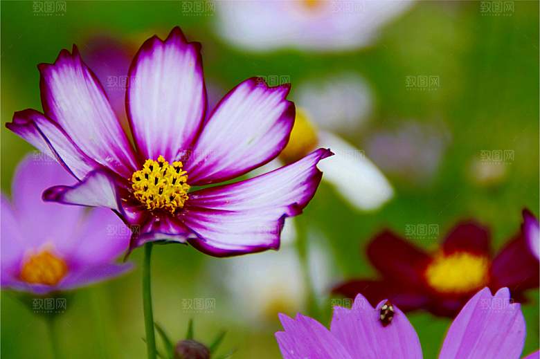 波斯菊格桑花特写