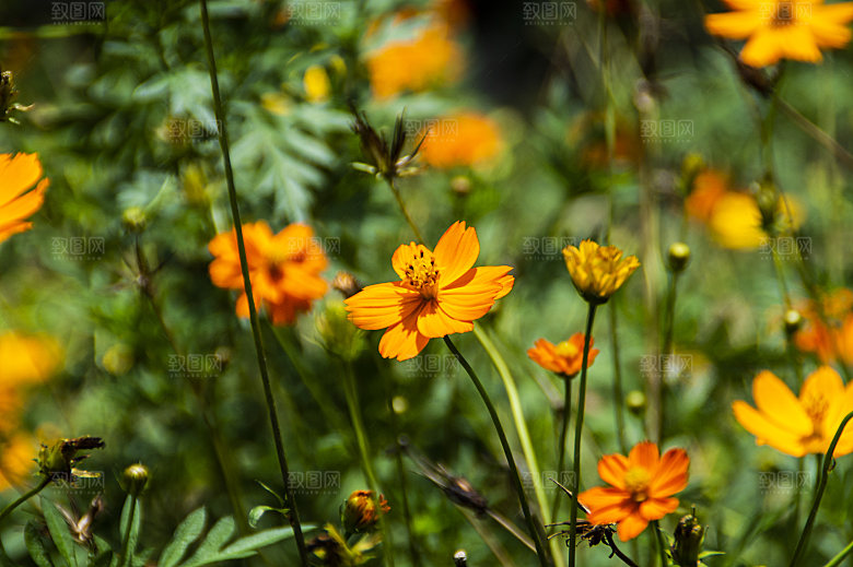波斯菊格桑花特写