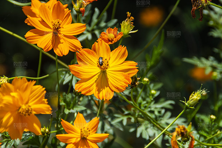 波斯菊格桑花特写