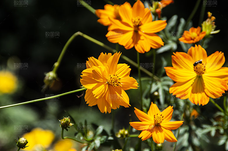 波斯菊格桑花特写