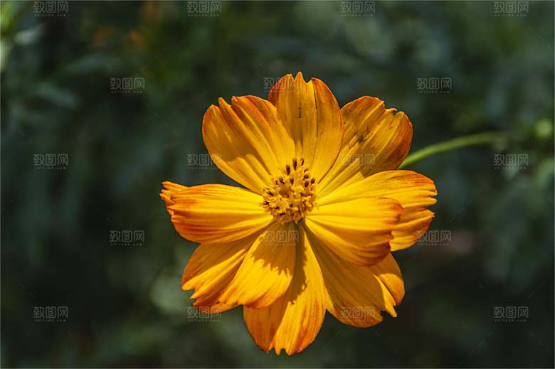 波斯菊格桑花特写