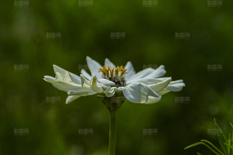 波斯菊格桑花特写
