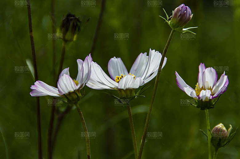 波斯菊格桑花特写
