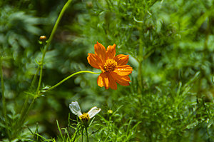 波斯菊格桑花特写