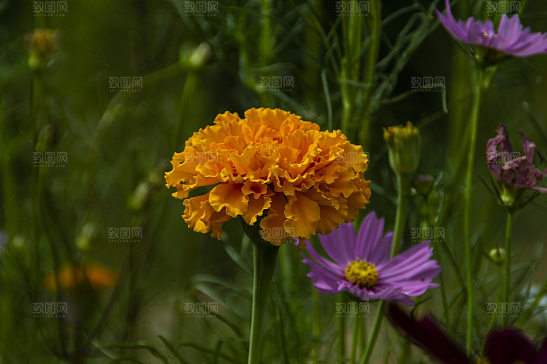 波斯菊格桑花特写