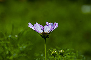 波斯菊格桑花特写