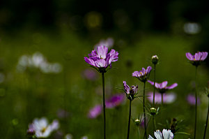 波斯菊格桑花特写