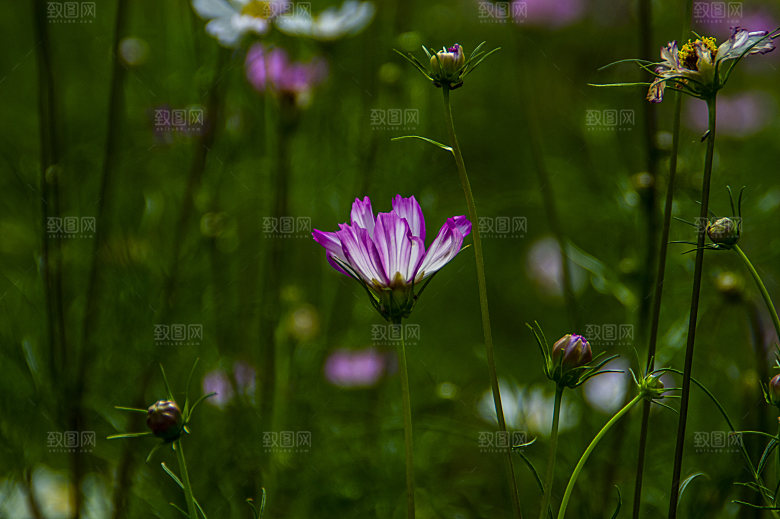 波斯菊格桑花特写