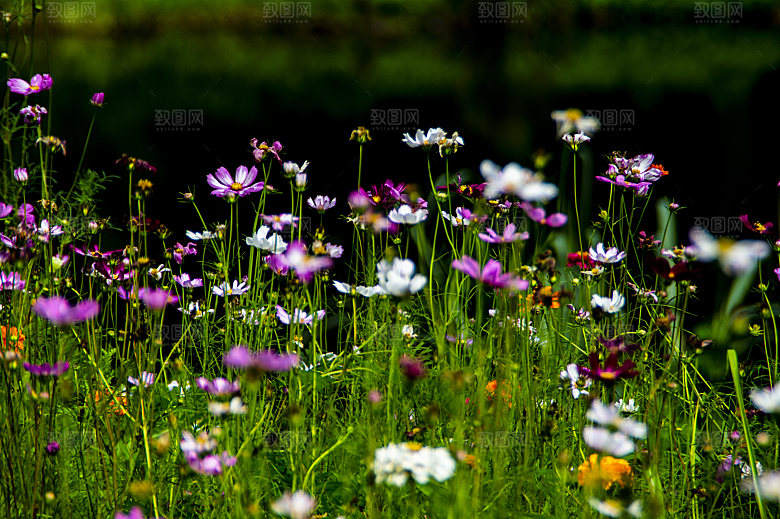 波斯菊格桑花特写