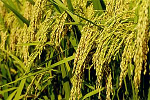 稻田里成熟的稻穗