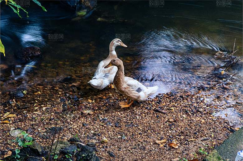 山涧小溪 河流瀑布