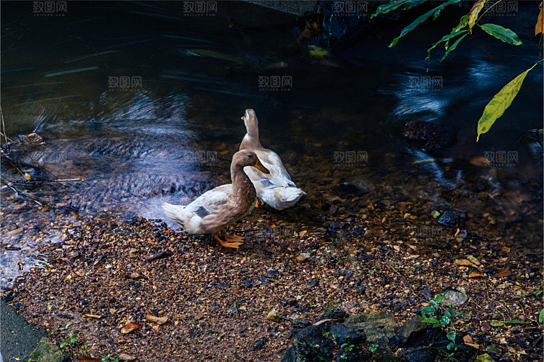 山涧小溪 河流瀑布