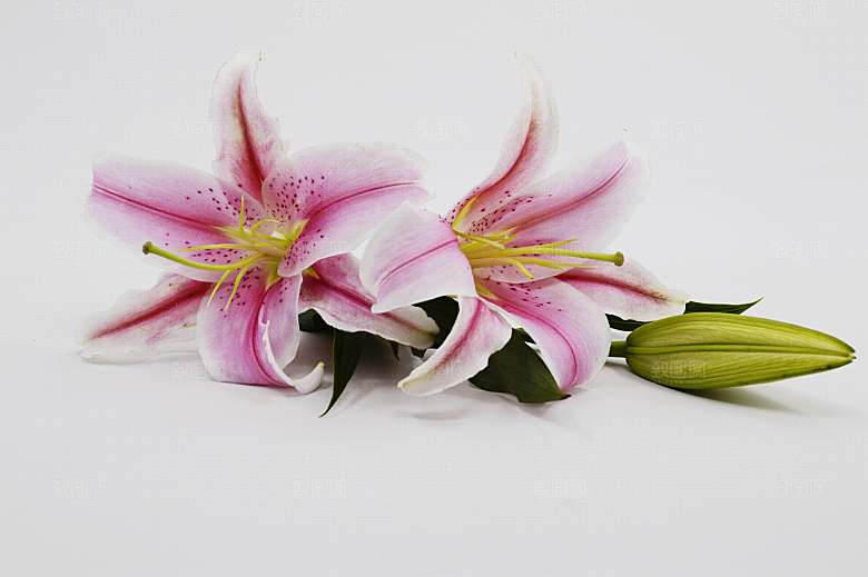 百合 鲜花特写图片
