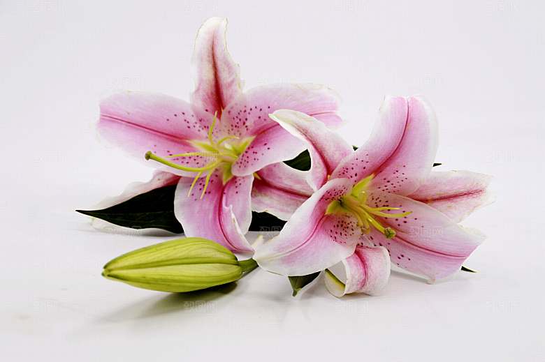 百合 鲜花特写图片