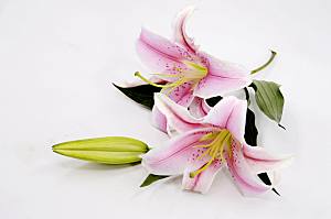 百合 鲜花特写图片