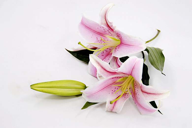 百合 鲜花特写图片