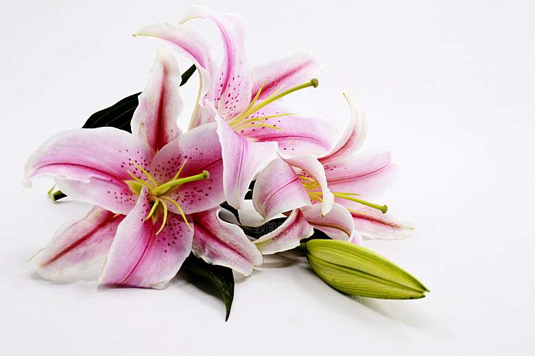 百合 鲜花特写图片