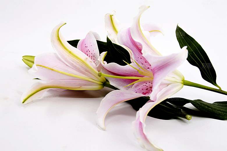百合 鲜花特写图片