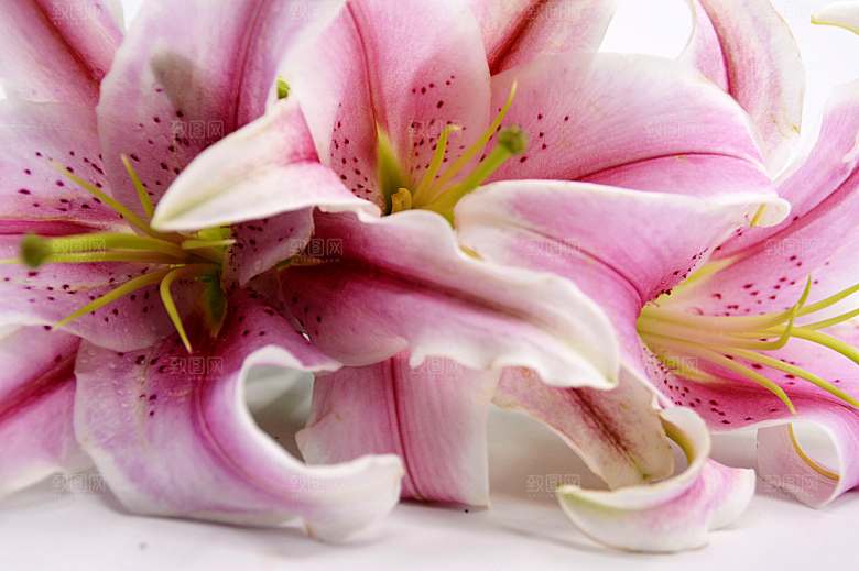 百合 鲜花特写图片