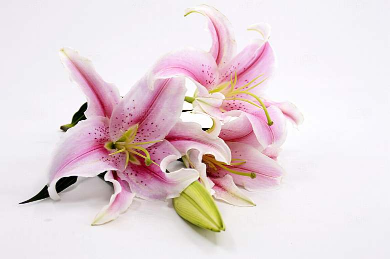 百合 鲜花特写图片