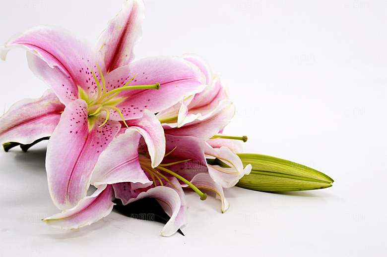 百合 鲜花特写图片